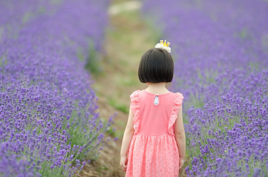 薰衣草花田中穿裙子的女孩