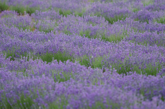 薰衣草花田