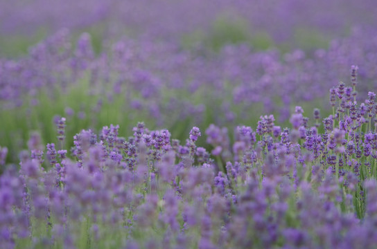 薰衣草花田