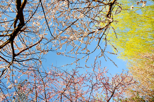 一春花开一锦天