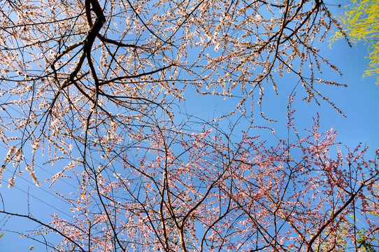 一春花开一锦天