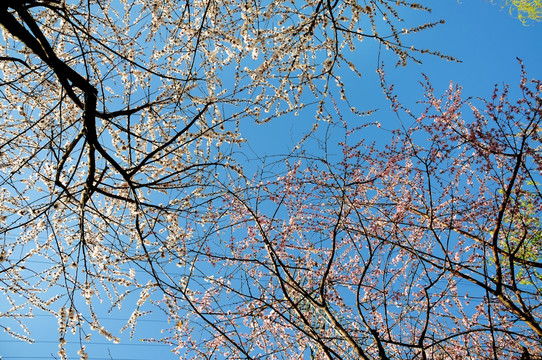 一天春花满树锦