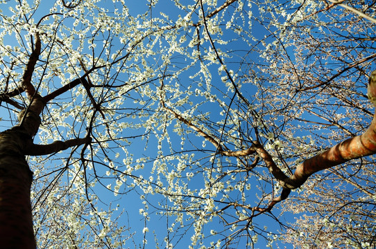 桃树满花迎春来
