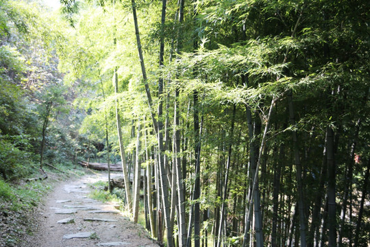 竹林山路