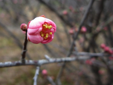 桃花 花蕊 含苞待放