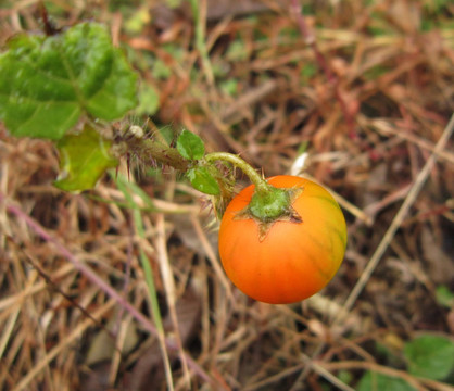 野生植物有毒果子