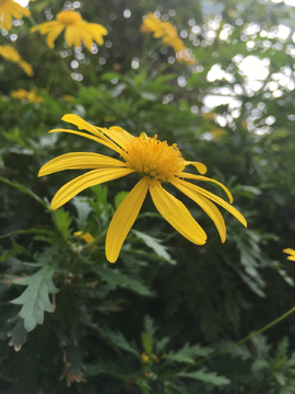 新加坡滨海湾花园热带花卉 