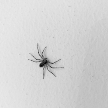 黑白蜘蛛微距