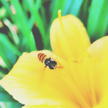 食蚜蝇 蜜蜂微距