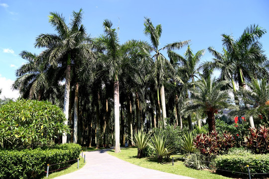 椰子树 椰树林