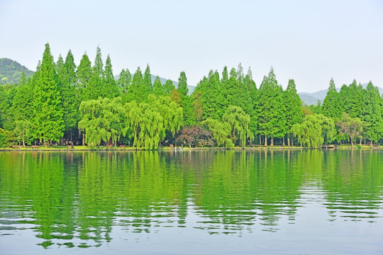 西湖边的绿树林