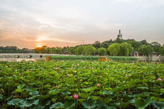 北京 北海公园 荷花
