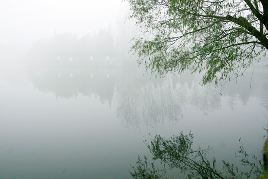 杨柳树 水墨