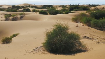 中国第七大沙漠库布其沙漠