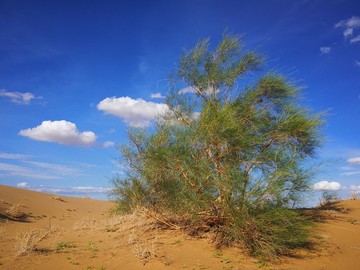 中国第七大沙漠库布其沙漠