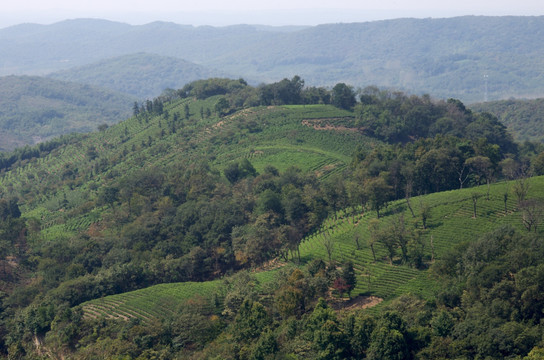 丘陵茶山