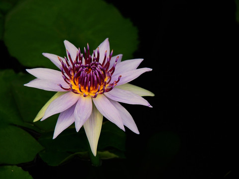 睡莲 水生植物 花卉 背景