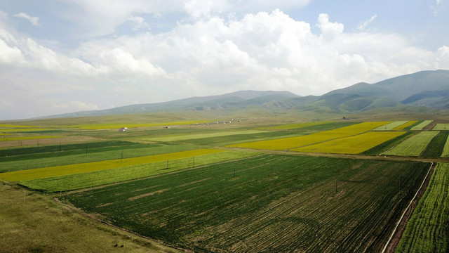 青藏公路沿途风景万亩油菜花