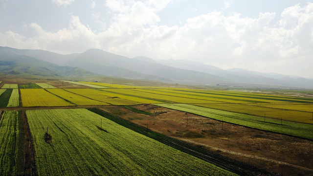 青藏公路沿途风景万亩油菜花