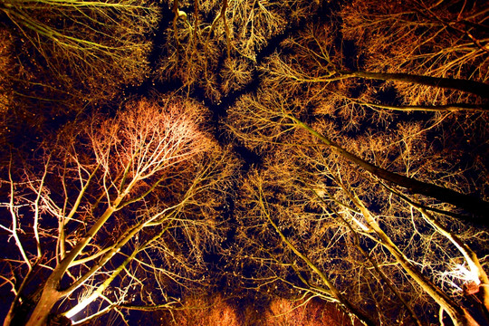 西湖 西湖夜景 树木 灯光 夜