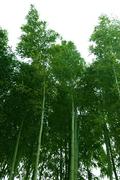 竹林 竹子 绿竹
