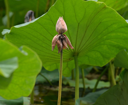 荷花 花蕾 夭折