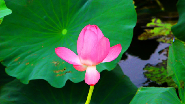 荷花