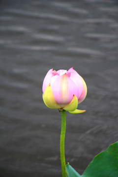 莲花
