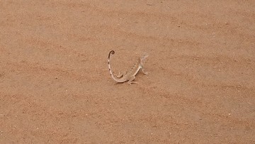 沙漠