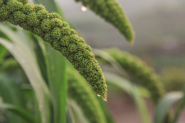 雨后谷穗  谷子地