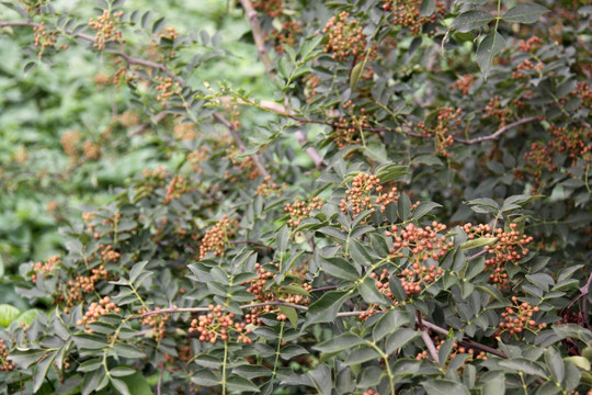 花椒 成熟花椒