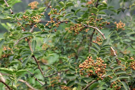 花椒树