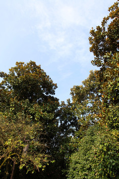 杭州 西湖 风光 草地 树木