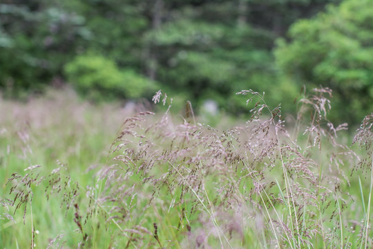 野草