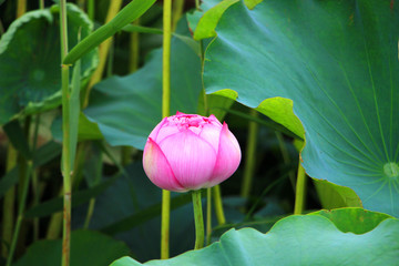 花蕾