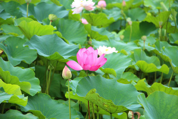 荷花