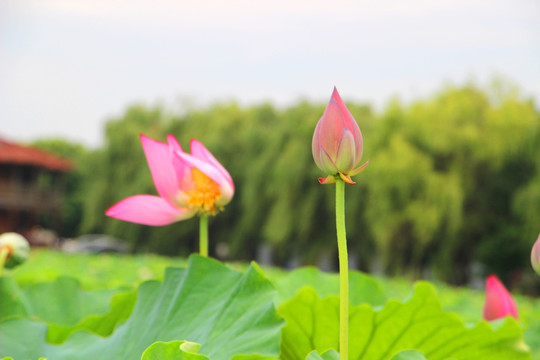 一花一蕾