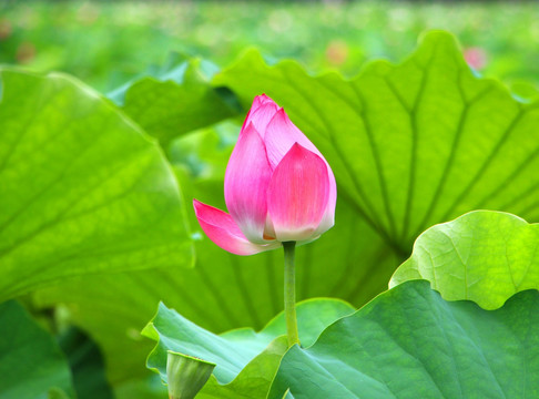花苞