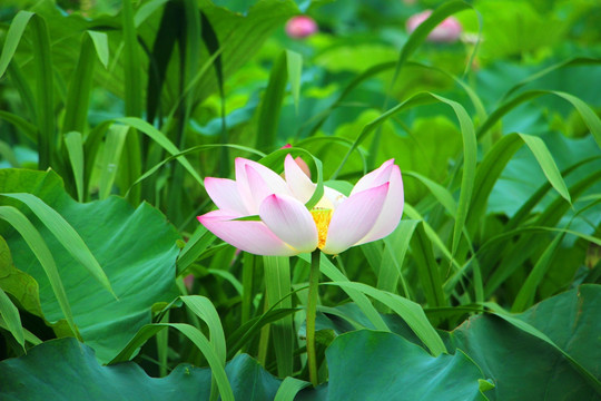 荷花
