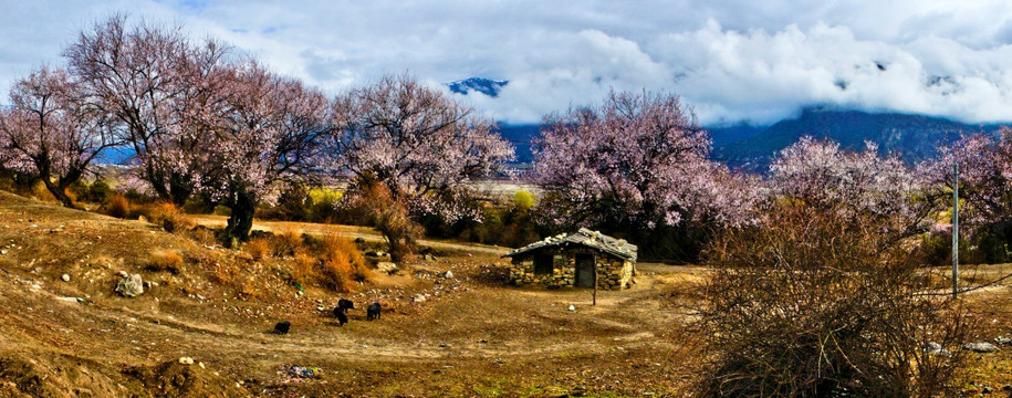 林芝桃花沟