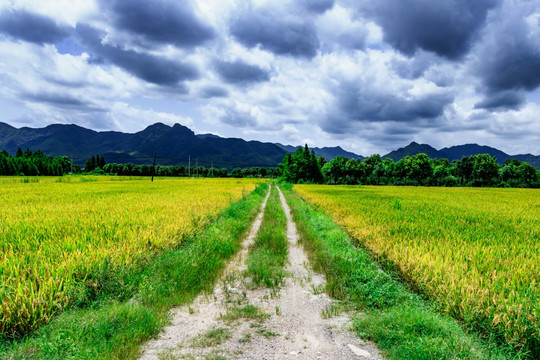 农田道路