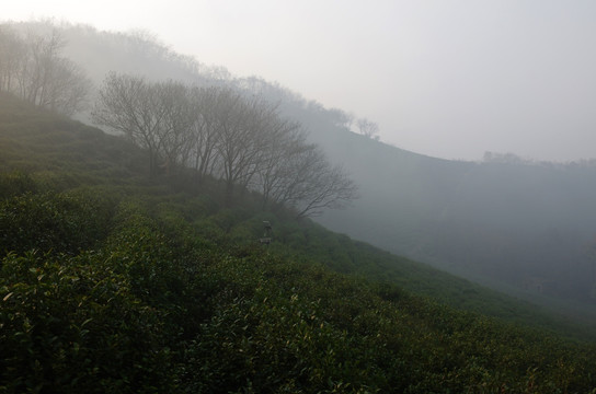 茶园云雾