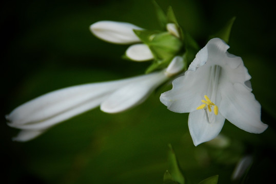 白玉簪 花卉