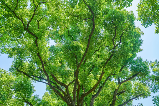 香樟树 绿树 高清大图