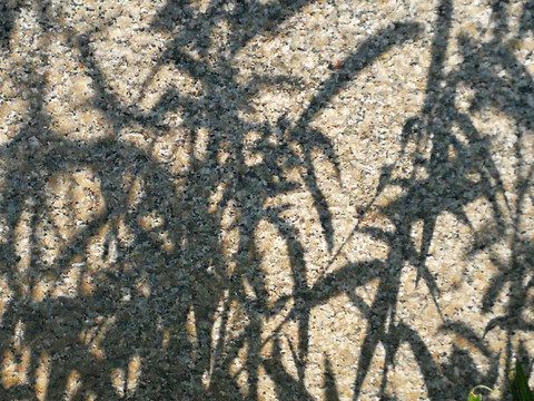 石材纹理 树影斑驳
