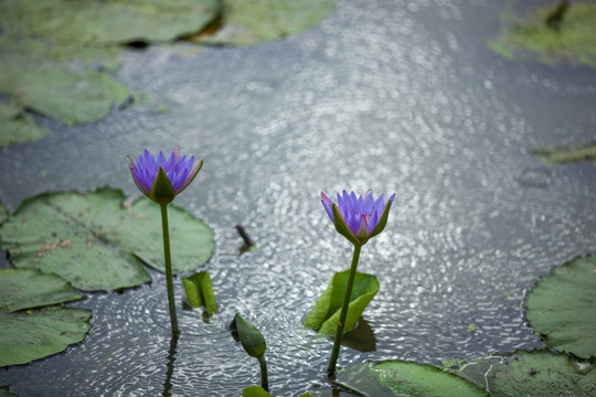 莲花 荷花