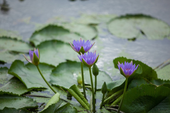 莲花 荷花