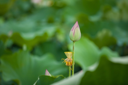 荷花 莲蓬