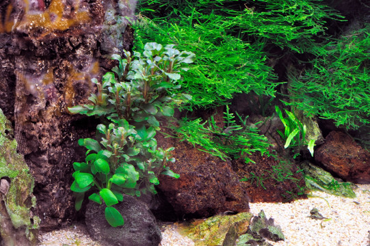 水族箱造景