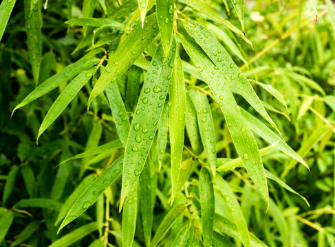 竹叶雨水